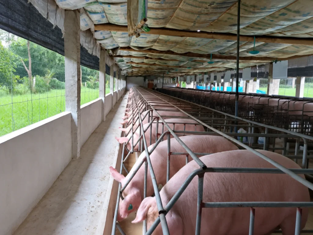 Danh mục thuốc thú y cho heo Vietfarm