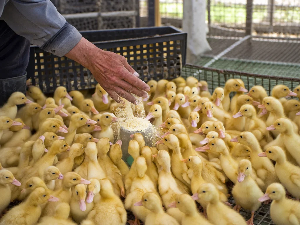 Danh mục thuốc thú y cho vịt Vietfarm