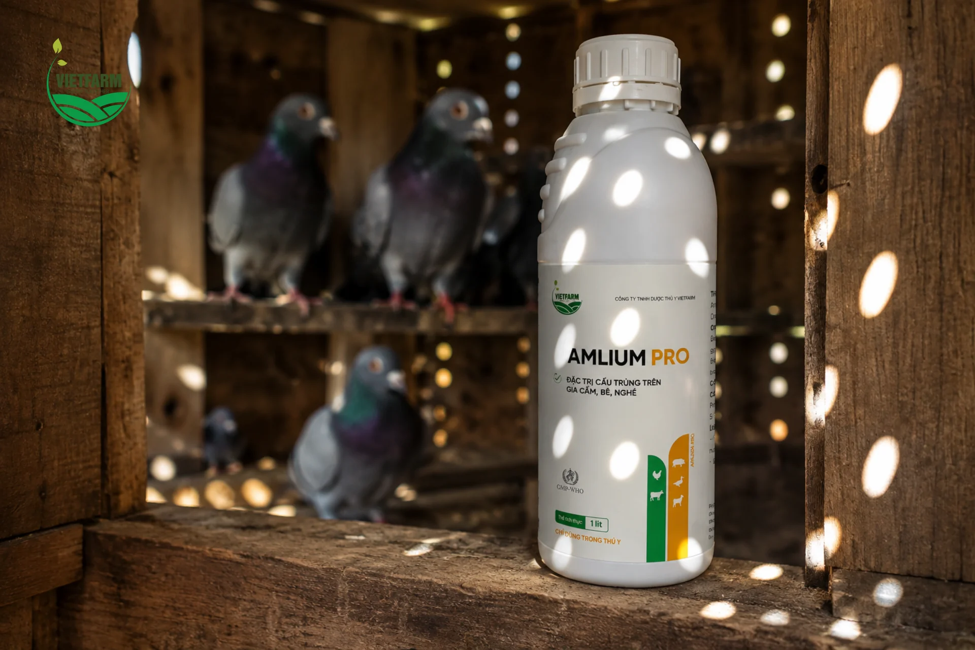 Amlium Pro phù hợp sử dụng ngay tại chuồng bồ câu — nơi cần đặc biệt cẩn trọng chọn sản phẩm an toàn cho những cá thể có giá trị cao như bồ câu đua, bồ câu giống.