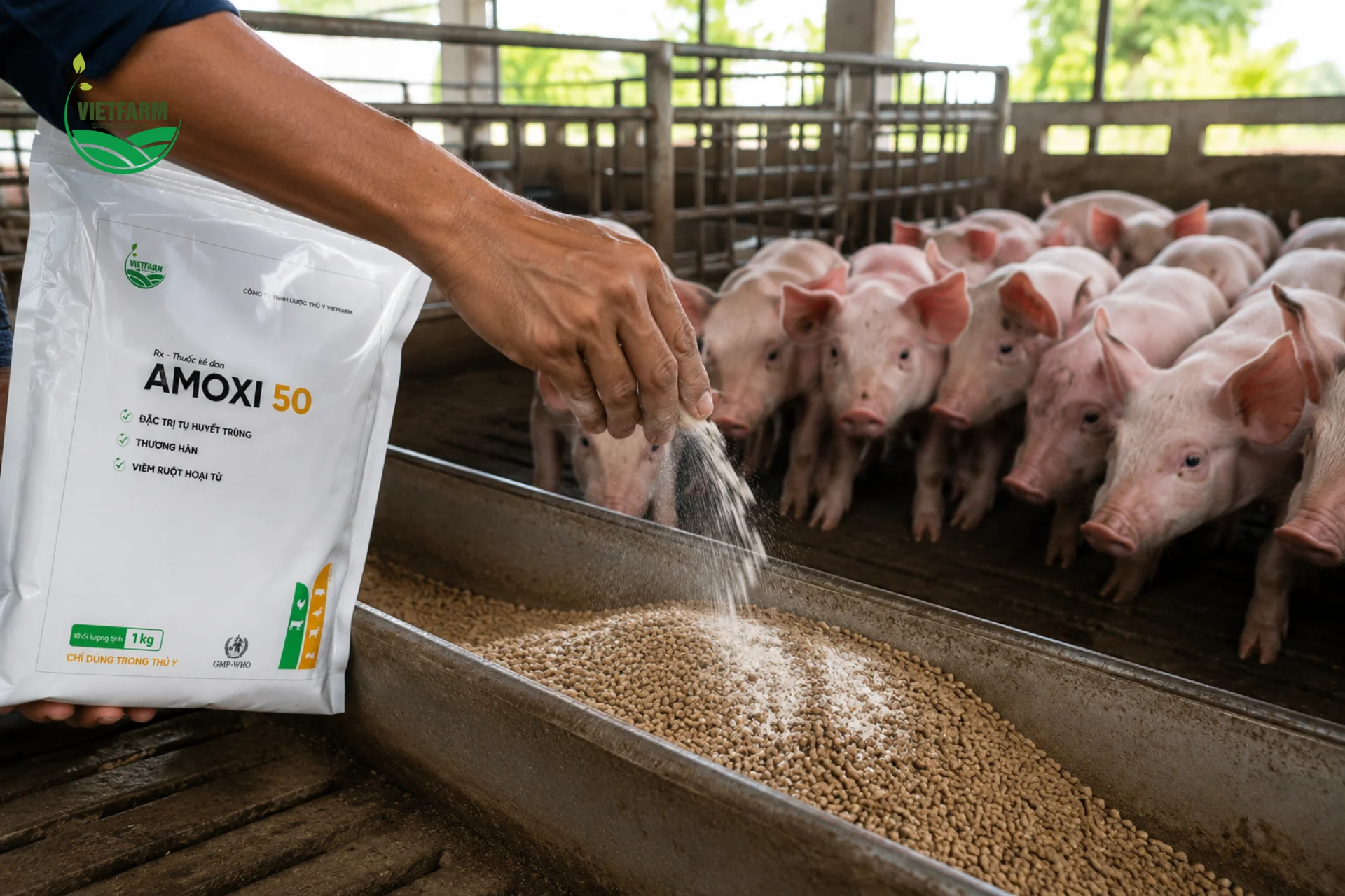 Trộn Amoxi 50 vào cám ngay khi heo con vừa chuyển sang chuồng cai sữa giúp phòng ngừa viêm phổi dính sườn từ sớm, trước khi triệu chứng xuất hiện.