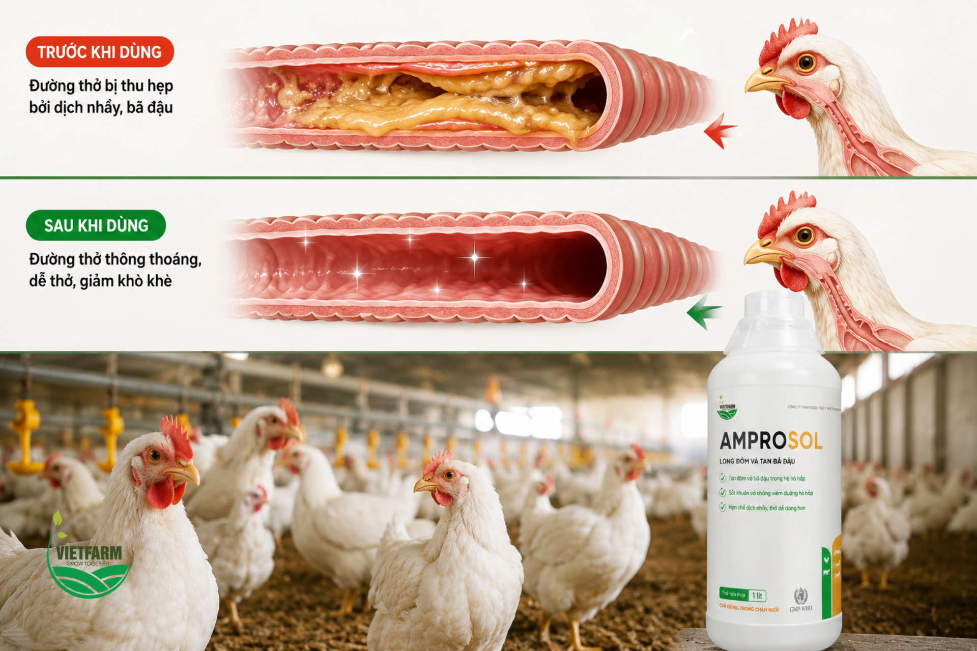 Amprosol giúp làm tan lớp dịch nhầy và bã đậu tích tụ trong đường thở, khôi phục không gian thông khí cho gia súc, gia cầm mắc bệnh hô hấp.