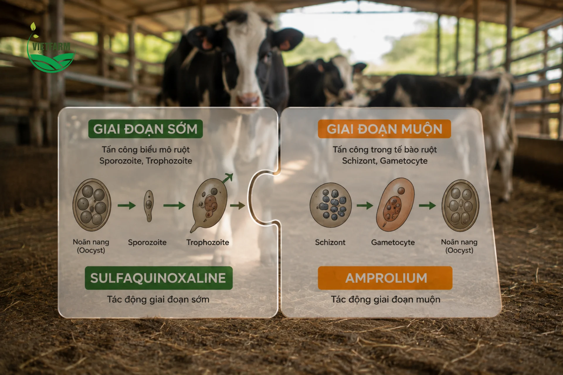 Anticoc W.S.P phối hợp hai hoạt chất tác động lên hai giai đoạn sinh sản khác nhau của cầu trùng — như hai mảnh ghép bổ khuyết nhau để bao phủ trọn vẹn vòng đời ký sinh trùng.

