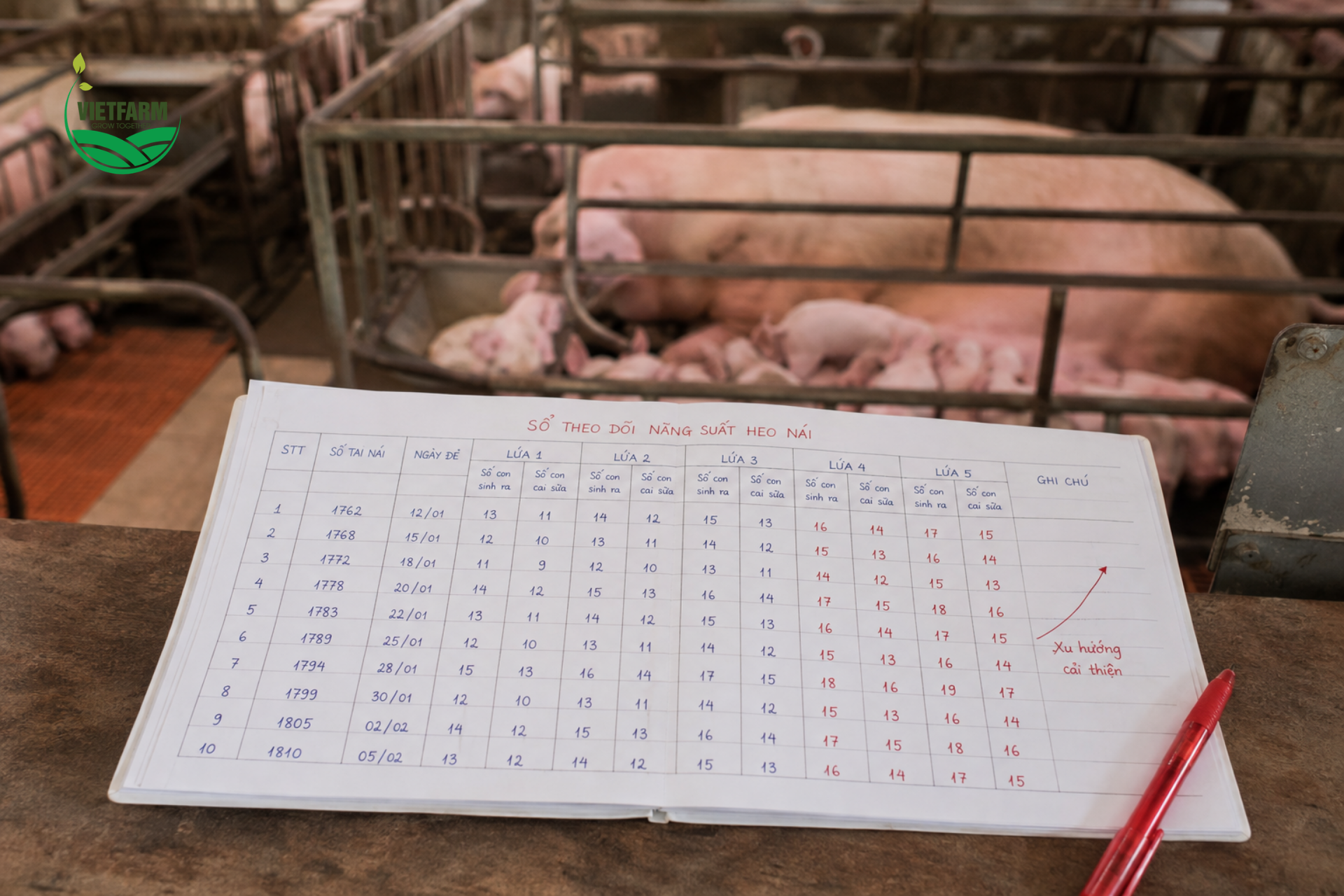 Breeder hướng đến việc cải thiện năng suất sinh sản của heo nái một cách bền vững qua nhiều lứa đẻ liên tiếp — không chỉ cho một lứa đơn lẻ.