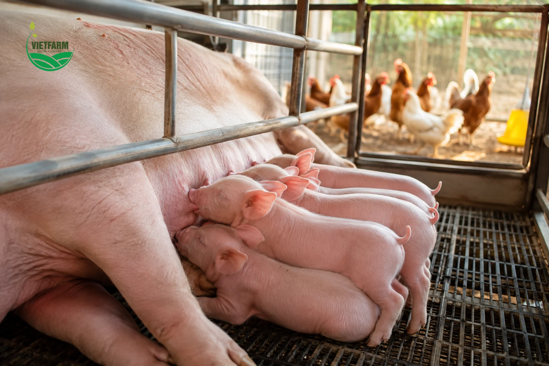 Heo con bú mẹ đều đặn và gia cầm khỏe mạnh trở lại là kết quả của việc can thiệp đúng thời điểm bằng Đặc trị tiêu chảy ngay khi phát hiện dấu hiệu bất thường.