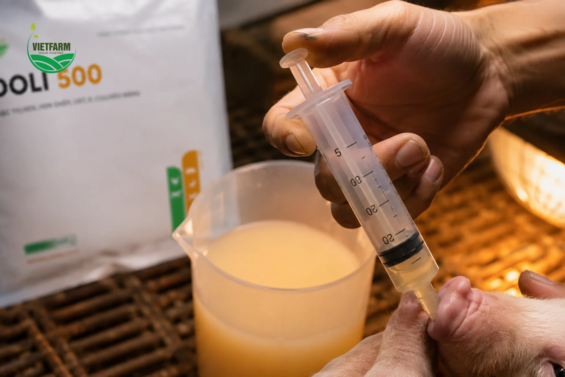 Với bê nghé còn nhỏ chưa tự uống tốt, có thể dùng xi lanh không kim bơm trực tiếp dung dịch đã pha vào miệng để đảm bảo đủ liều.