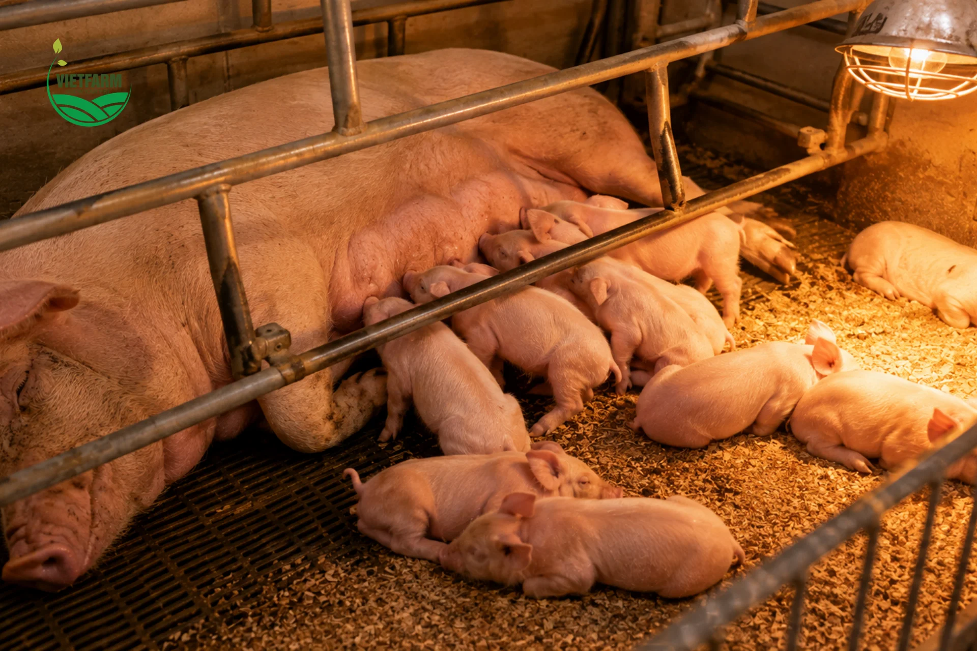 Xử lý viêm dây rốn đúng thời điểm giúp vật nuôi sơ sinh phát triển khỏe mạnh, tránh biến chứng nhiễm trùng huyết và viêm khớp về sau.