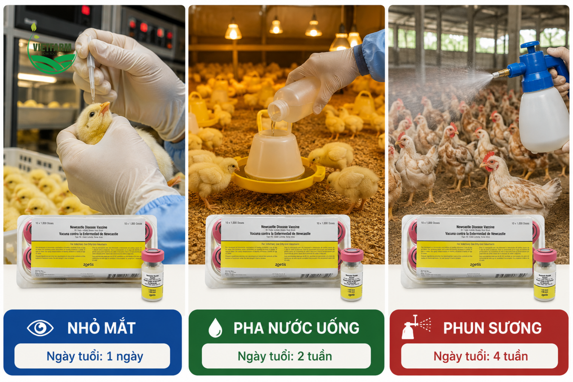 Ba giai đoạn chủng ngừa — nhỏ mắt/mũi, nước uống, phun sương — được thiết kế nối tiếp nhau để duy trì miễn dịch liên tục qua các mốc phát triển quan trọng của đàn gà.