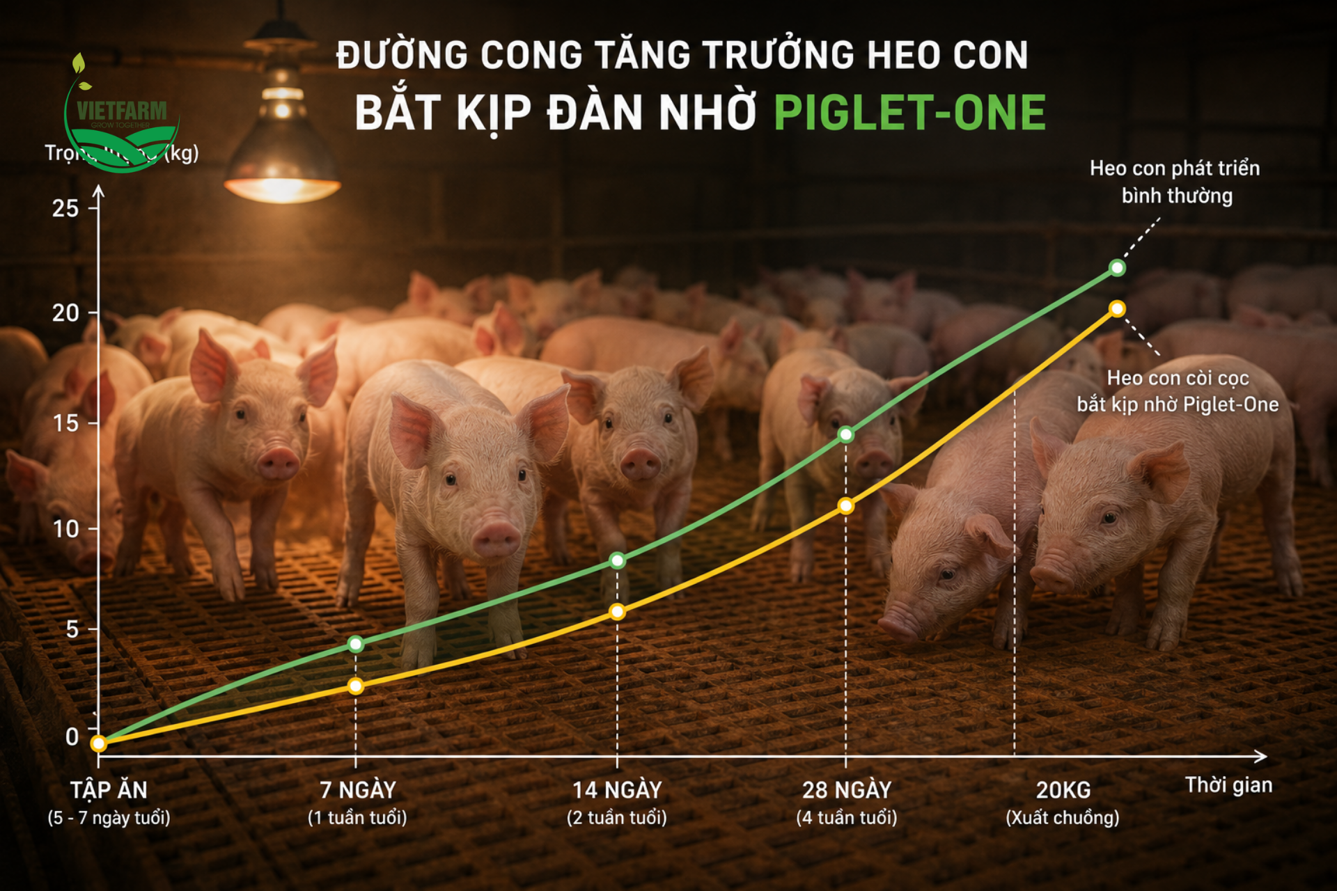 Piglet-One tập trung vào giai đoạn tập ăn — thời điểm quyết định heo con còi cọc có thể thu hẹp khoảng cách với đàn trước khi bước vào giai đoạn nuôi thịt.