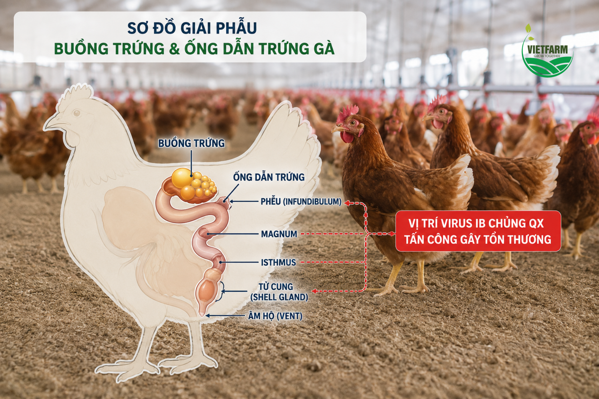 Chủng QX của virus IB đặc trưng bởi khả năng gây tổn thương trực tiếp lên ống dẫn trứng — nếu nhiễm sớm ở giai đoạn gà con, tổn thương này có thể trở thành vĩnh viễn, ảnh hưởng đến cả vòng đời khai thác trứng sau này.