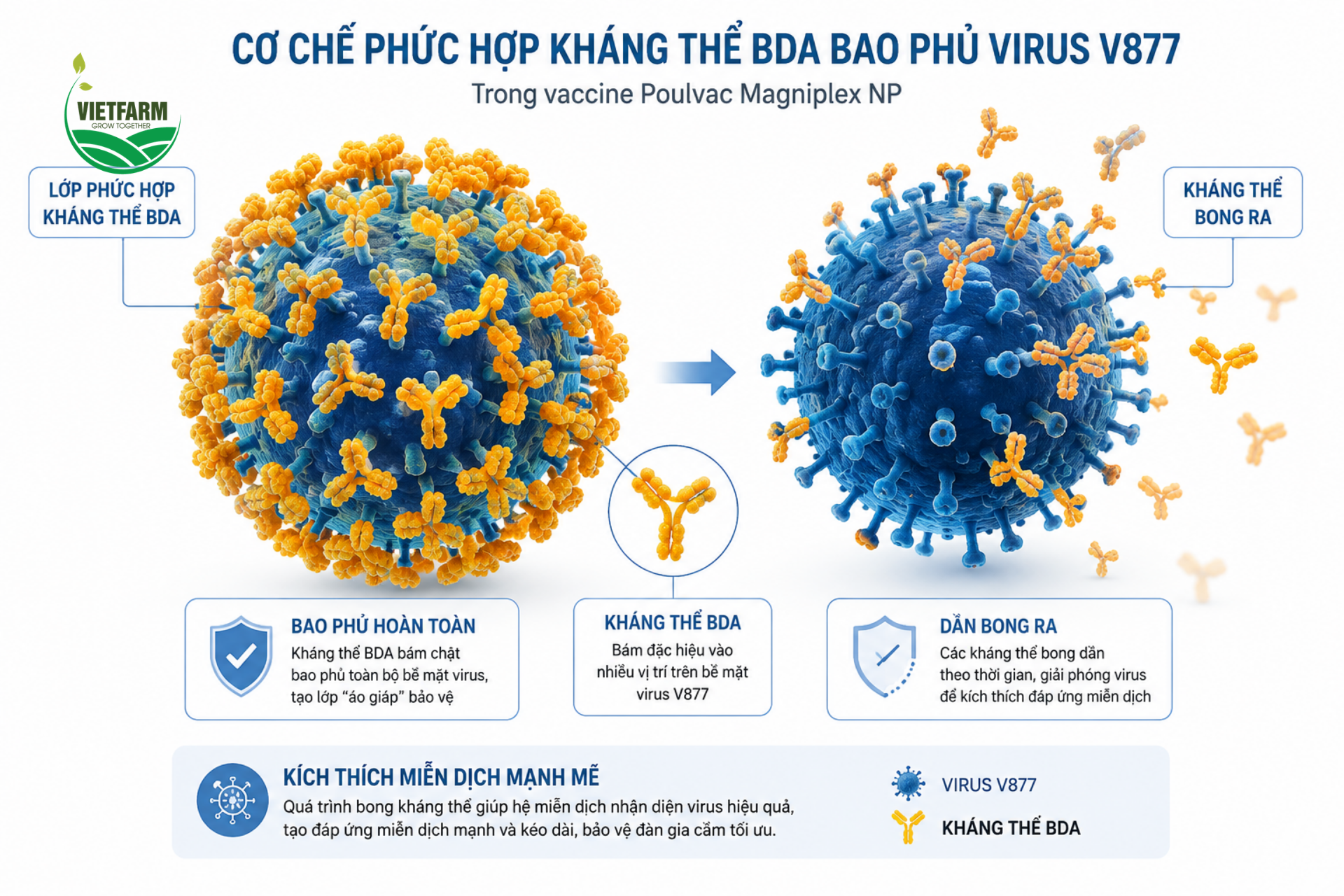 Trong Poulvac Magniplex + NP, virus V877 được kháng thể BDA bao phủ hoàn toàn trước khi tiêm — lớp "áo giáp" này bong ra dần dần theo đúng nhịp suy giảm kháng thể mẹ truyền tự nhiên của từng cá thể gà con.