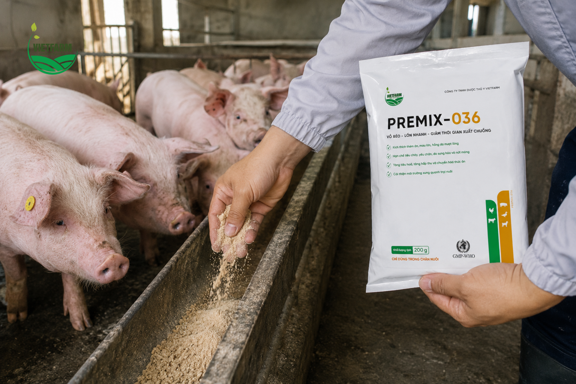 Trộn đều Premix-036 vào khẩu phần hàng ngày trong suốt giai đoạn nuôi thịt giúp heo hấp thu ổn định lượng dưỡng chất cần thiết để đạt cân nặng xuất chuồng đúng tiến độ.
