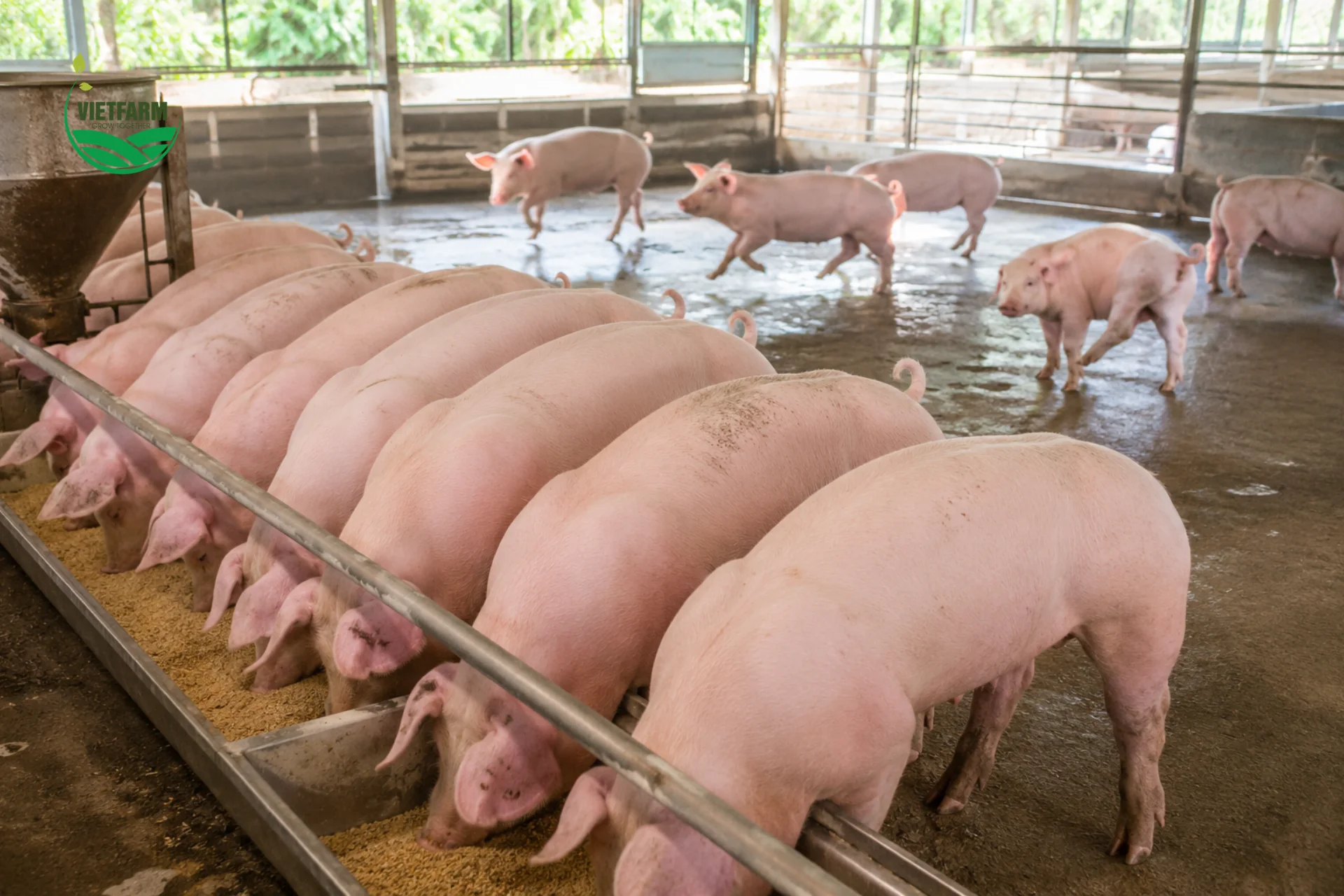 Xử lý đồng thời Mycoplasma và E.coli ngay từ đầu giúp heo phục hồi toàn diện hơn, tránh vòng lặp vừa hết suyễn lại tiêu chảy.
