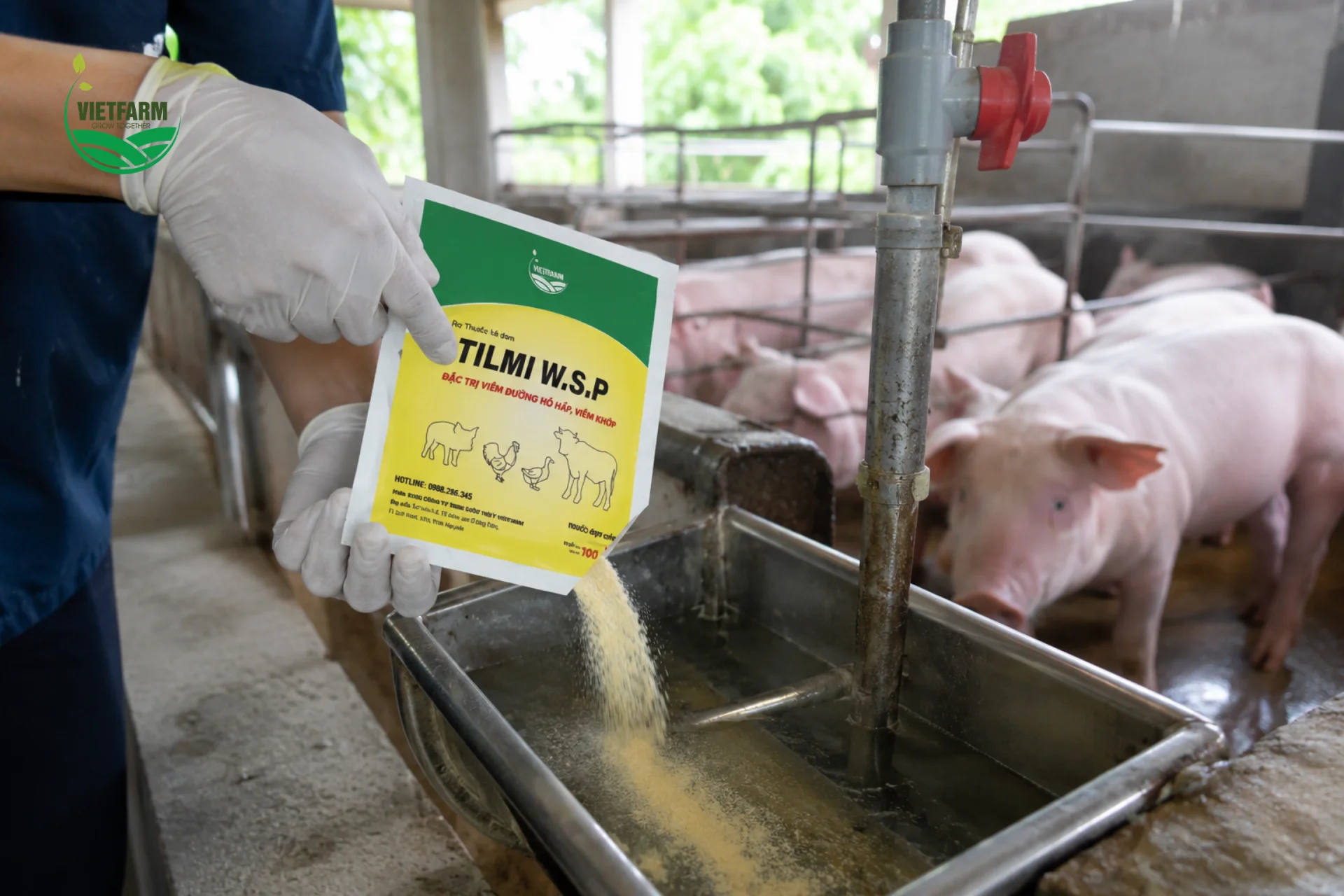 Pha Timi WSP vào máng nước cho đàn heo thịt