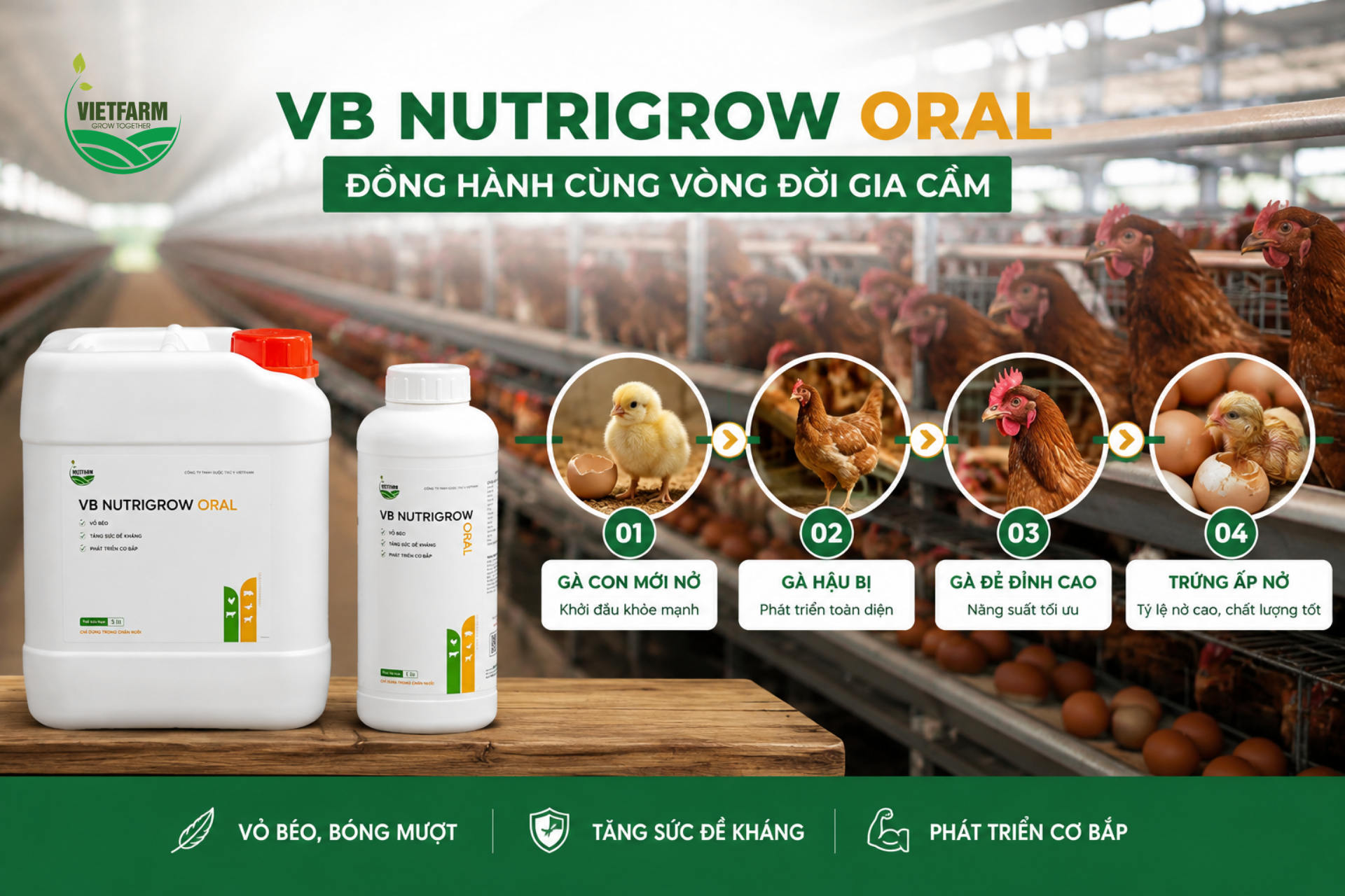 VB Nutrigrow Oral đồng hành cùng gia cầm qua nhiều giai đoạn phát triển — từ tăng trưởng bộ khung, cơ bắp ở gà thịt đến duy trì năng suất trứng và tỷ lệ ấp nở ở gà sinh sản.