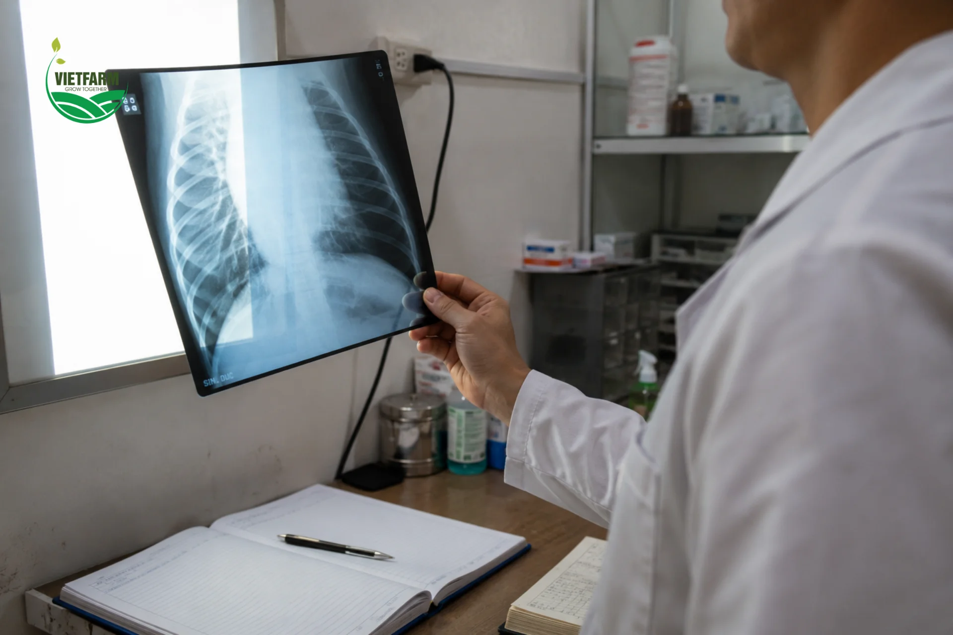 Kết hợp quan sát lâm sàng với chẩn đoán hình ảnh giúp xác định chính xác tổn thương phổi ở heo