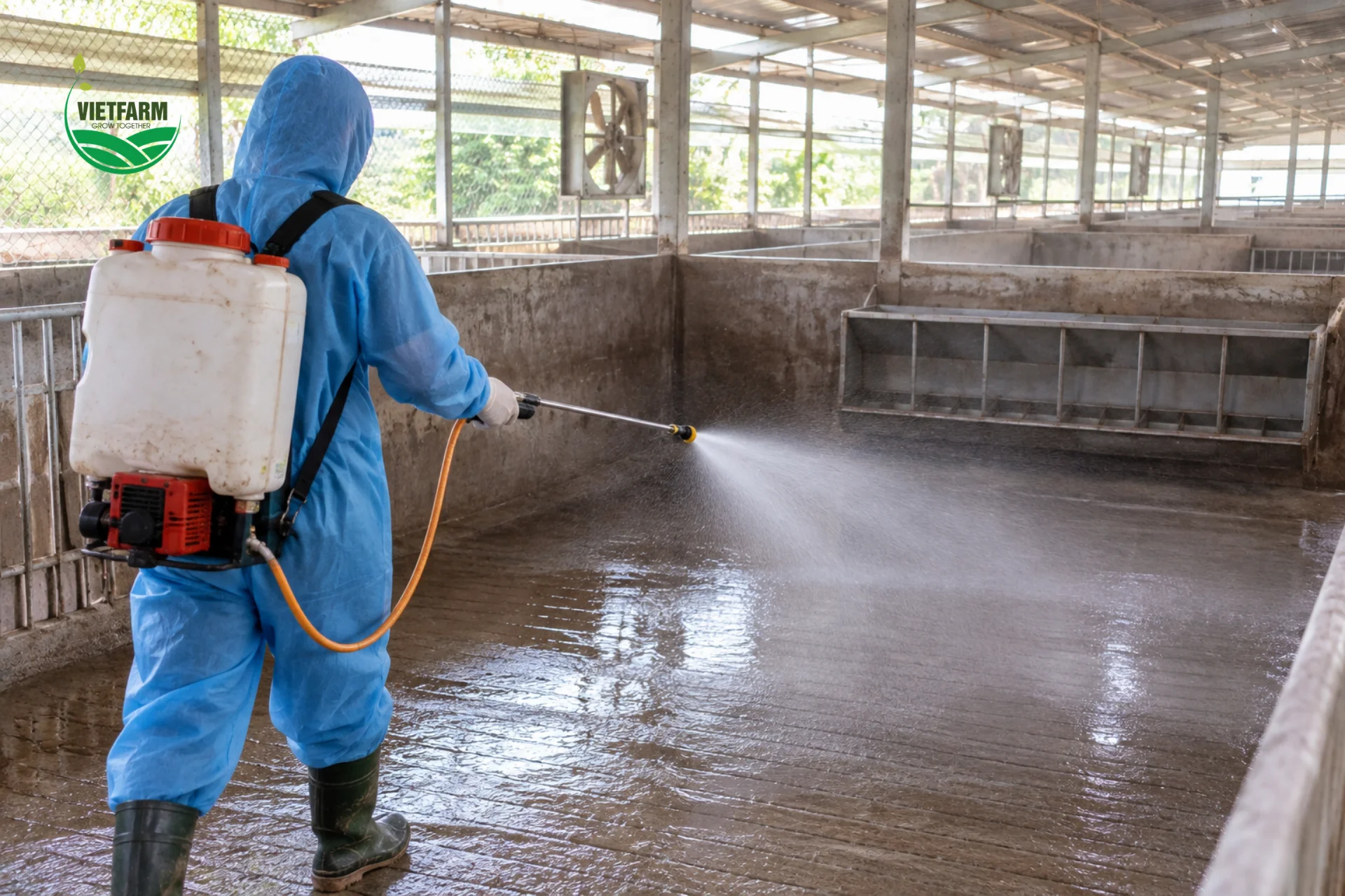 Sát trùng chuồng trại định kỳ 7 ngày một lần giúp kiểm soát mầm bệnh hô hấp hiệu quả