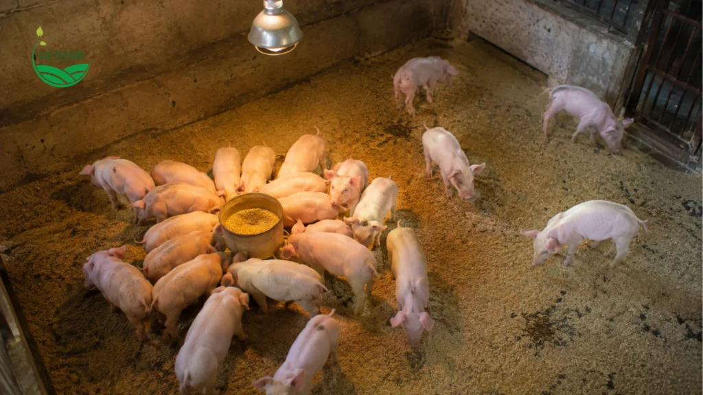 Heo bị tiêu chảy