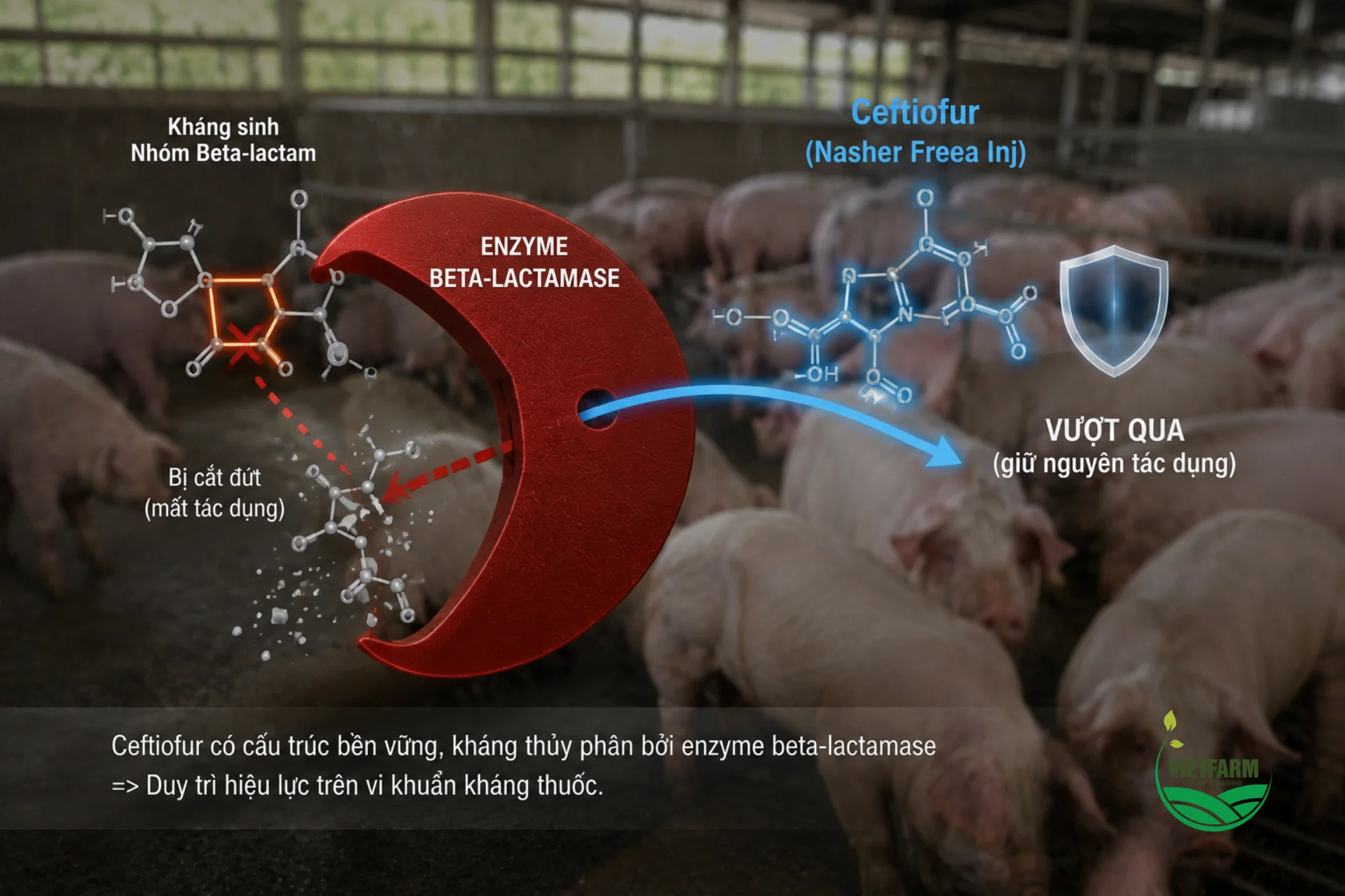 Cấu trúc đặc biệt của Ceftiofur giúp kháng sinh này ít bị enzyme beta-lactamase của vi khuẩn phá hủy hơn nhiều so với các kháng sinh Beta-lactam thế hệ cũ như Amoxicillin, Penicillin.