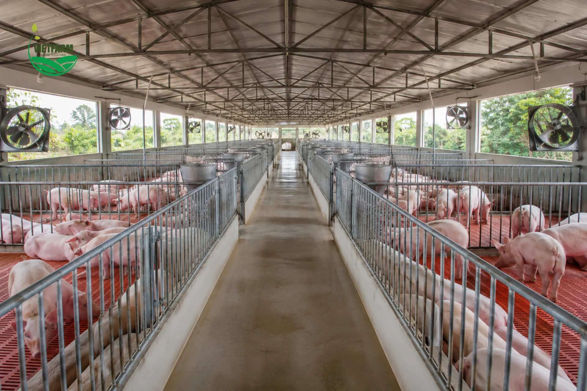 Chuồng trại thông thoáng, kiểm soát khí Ammonia là yếu tố then chốt phòng viêm phổi
