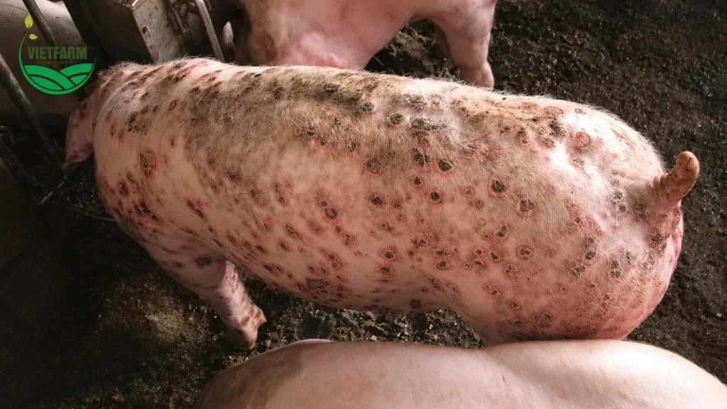 Heo nái bị bệnh ghẻ với nhiều vảy và nốt đỏ nổi trên da lưng và hông