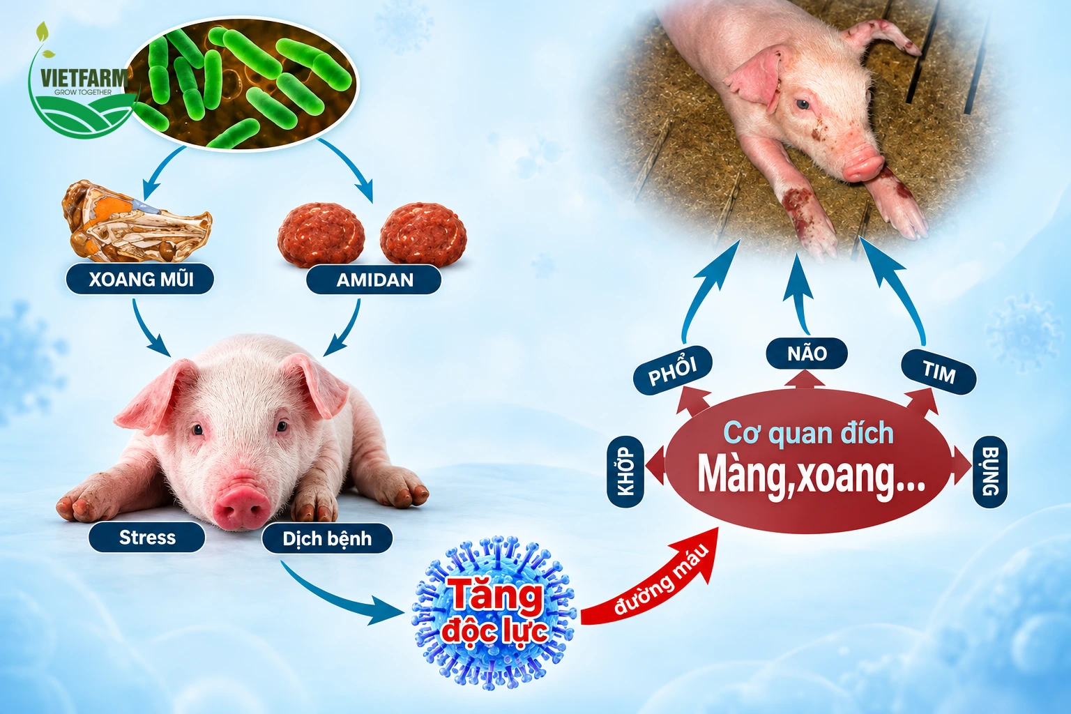 Sơ đồ cơ chế gây bệnh Glasser ở heo tấn công màng bao và các xoang