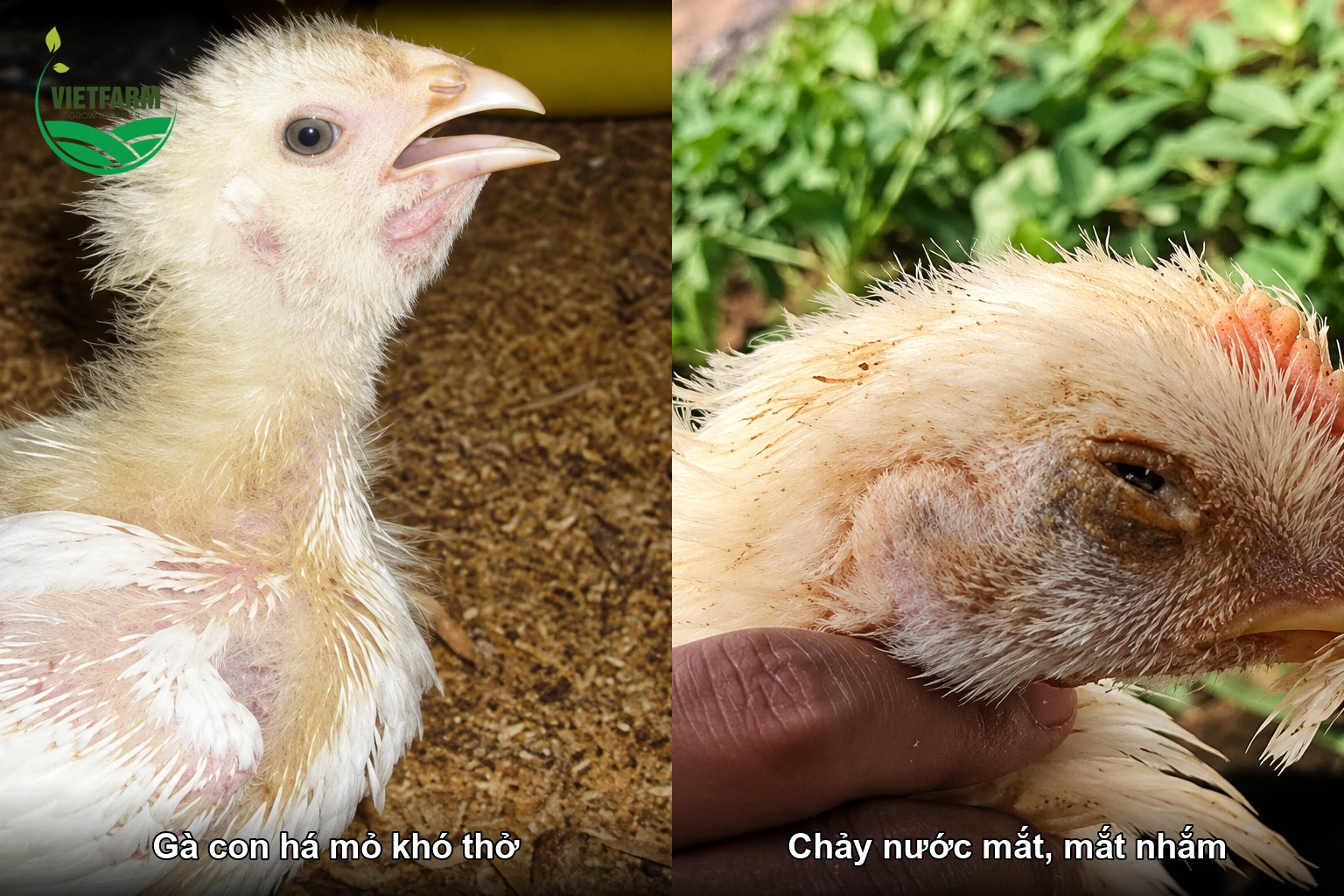 Gà con mắc bệnh IB thể hô hấp há mỏ khó thở, chảy nước mắt và nhắm mắt