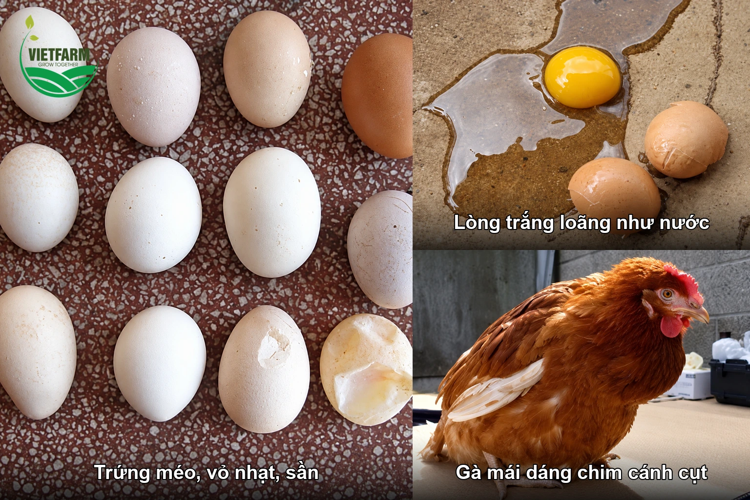 Gà đẻ mắc bệnh IB thể sinh sản: trứng méo vỏ nhạt, lòng trắng loãng và gà mái dáng chim cánh cụt