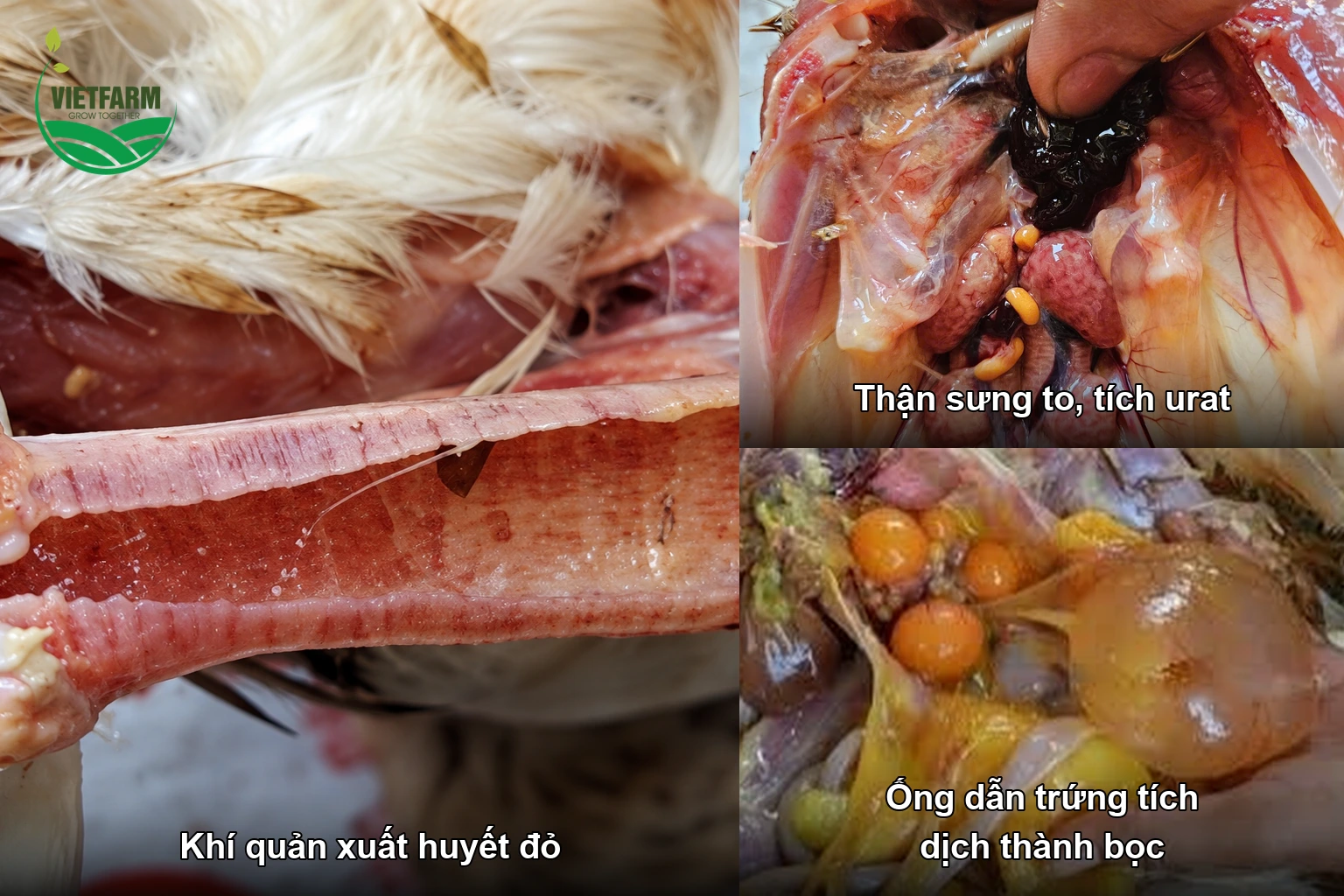 Bệnh tích gà mắc IB: khí quản xuất huyết, thận sưng tích urat, ống dẫn trứng tích dịch thành bọc