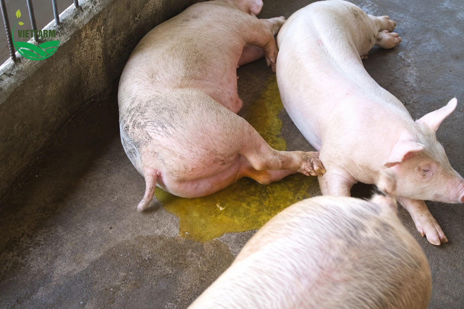 Lợn nằm trong ô chuồng có phân lỏng màu vàng, dấu hiệu tiêu chảy do bệnh phó thương hàn.