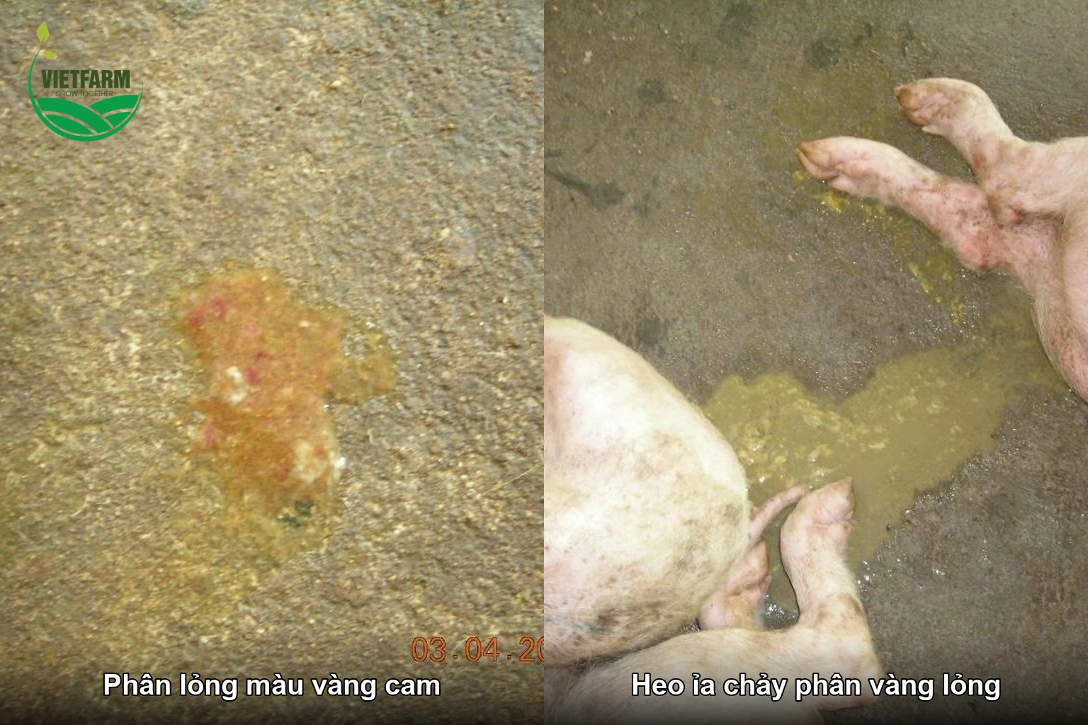 Phân lỏng màu vàng cam và vàng nhạt trên nền chuồng của lợn mắc bệnh phó thương hàn.