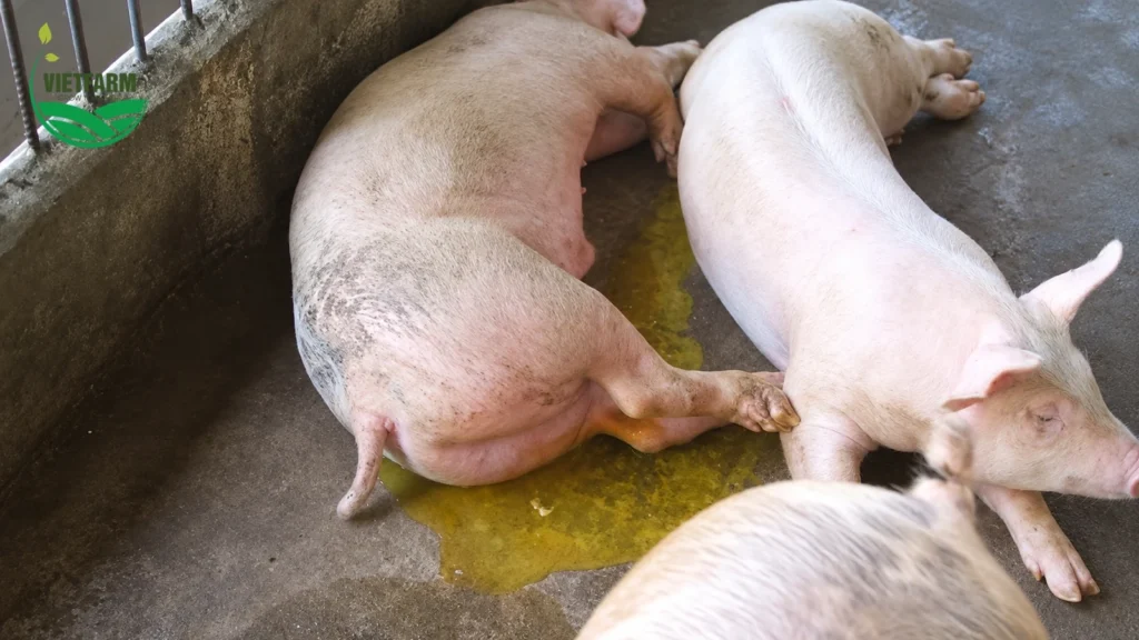 Lợn nằm trong ô chuồng có phân lỏng màu vàng, dấu hiệu tiêu chảy do bệnh phó thương hàn.