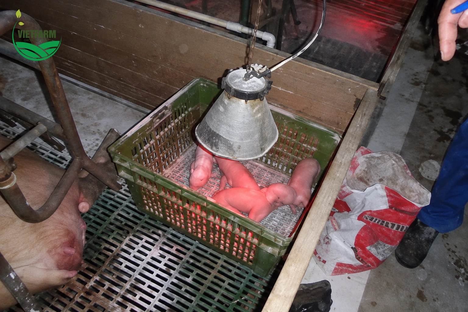 Thùng úm có đèn sưởi giữ ấm cho heo con sơ sinh
