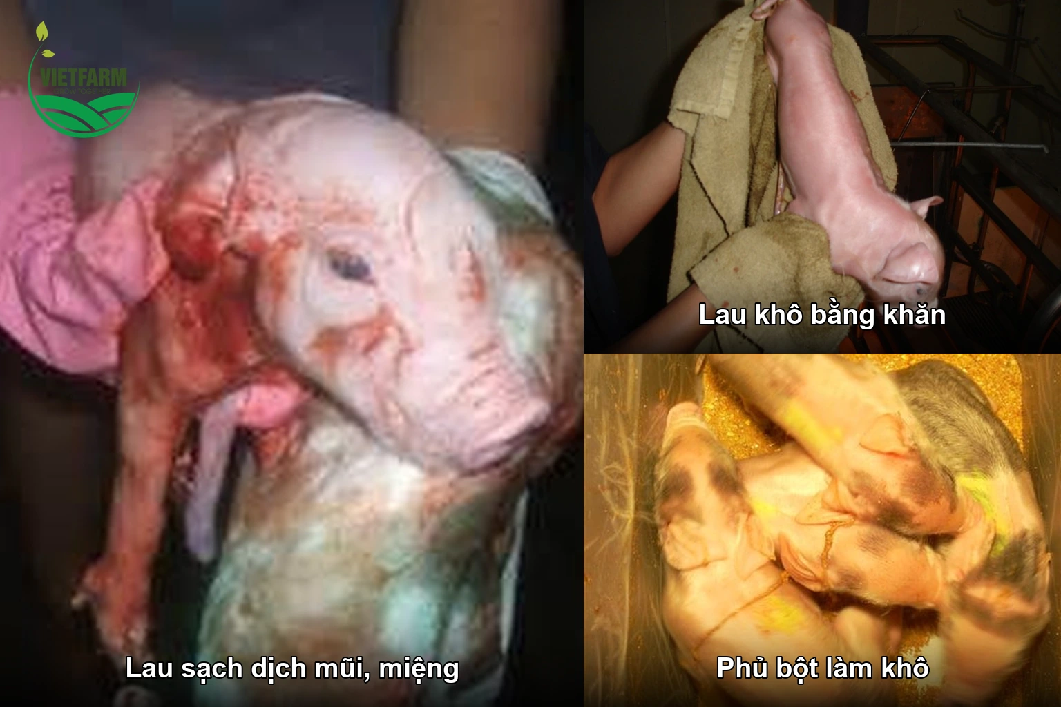 Lau sạch dịch mũi miệng, lau khô bằng khăn và phủ bột làm khô cho heo con mới sinh