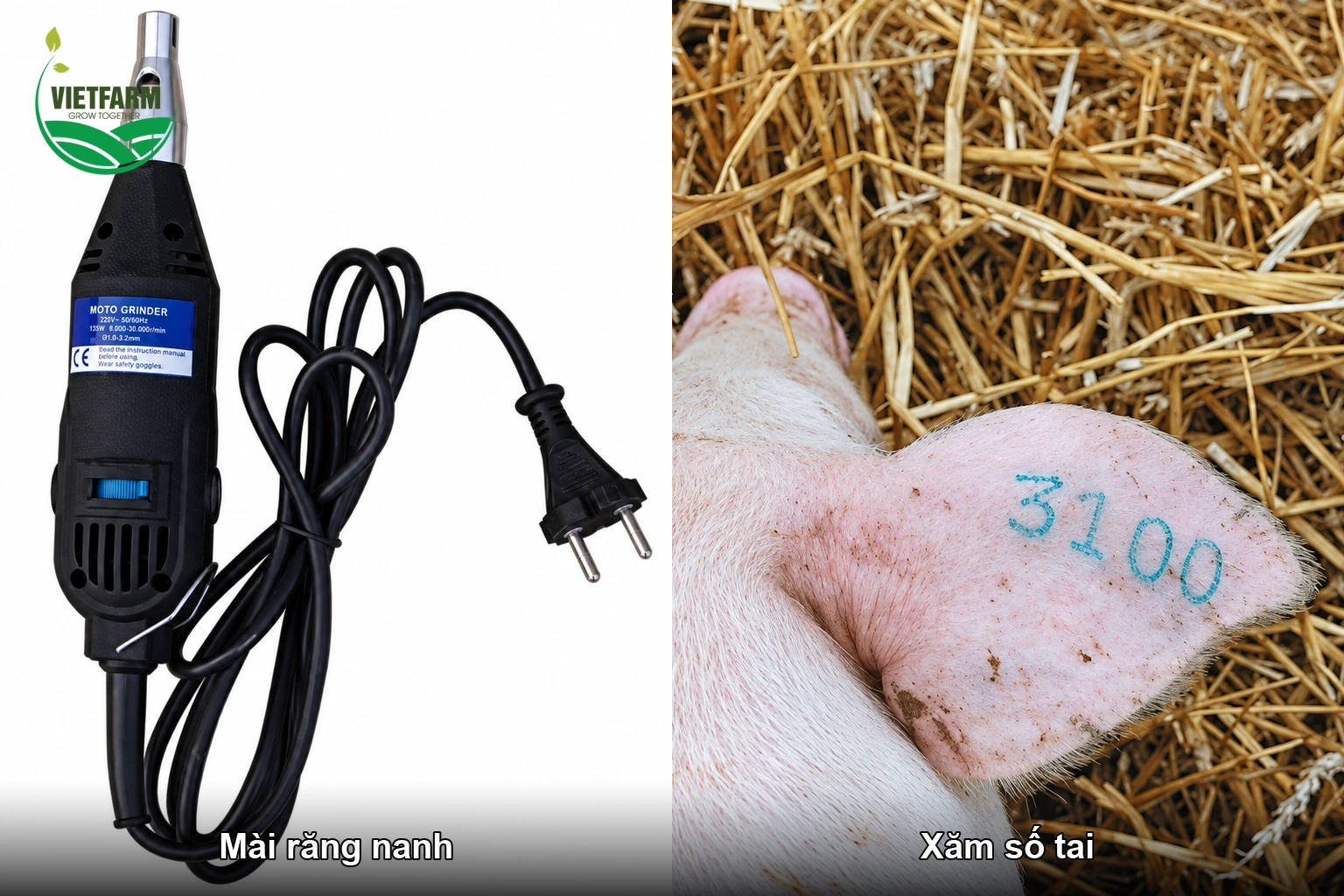 Mài răng nanh và xăm số tai cho heo con