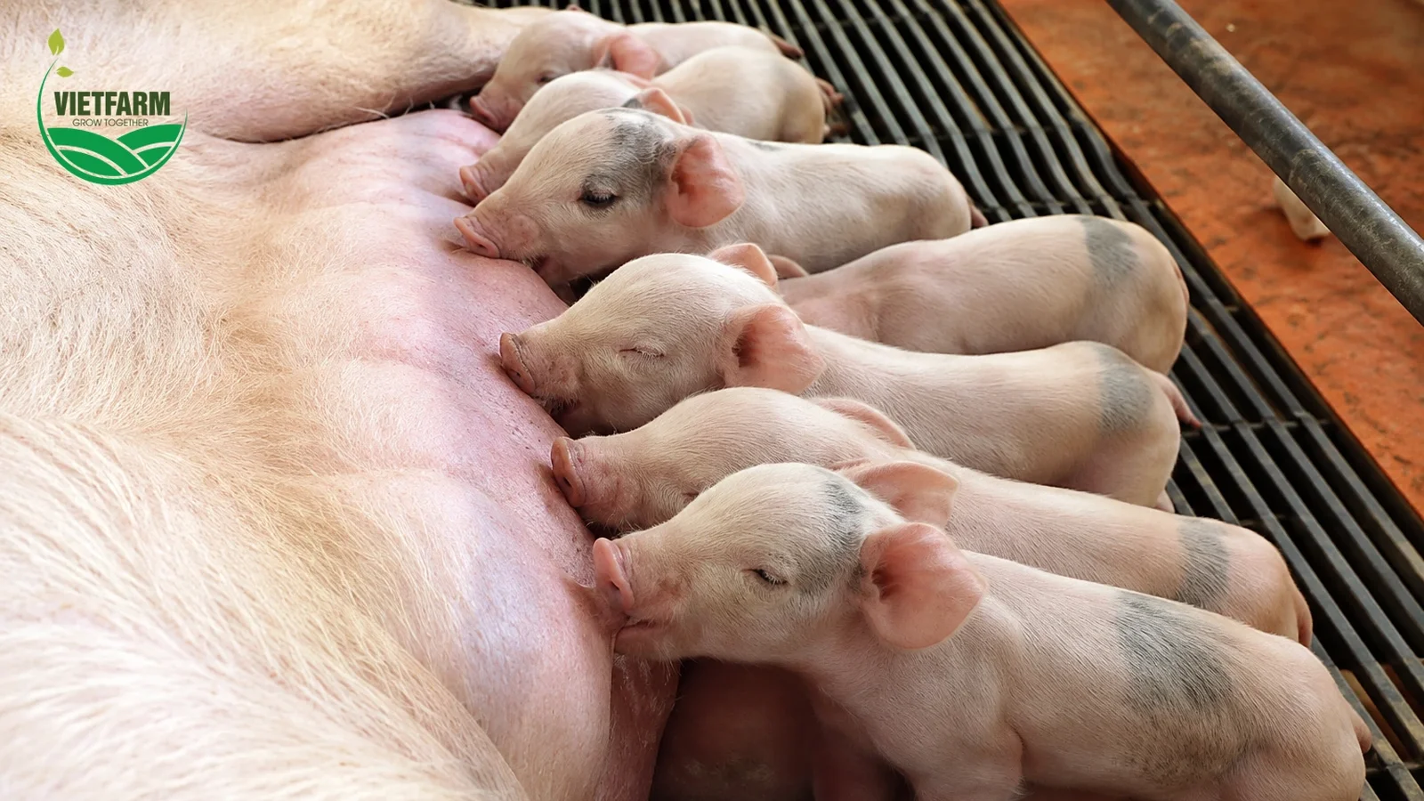 Chăm sóc heo con sơ sinh: lau khô, cho bú sữa đầu, chia nhóm bú