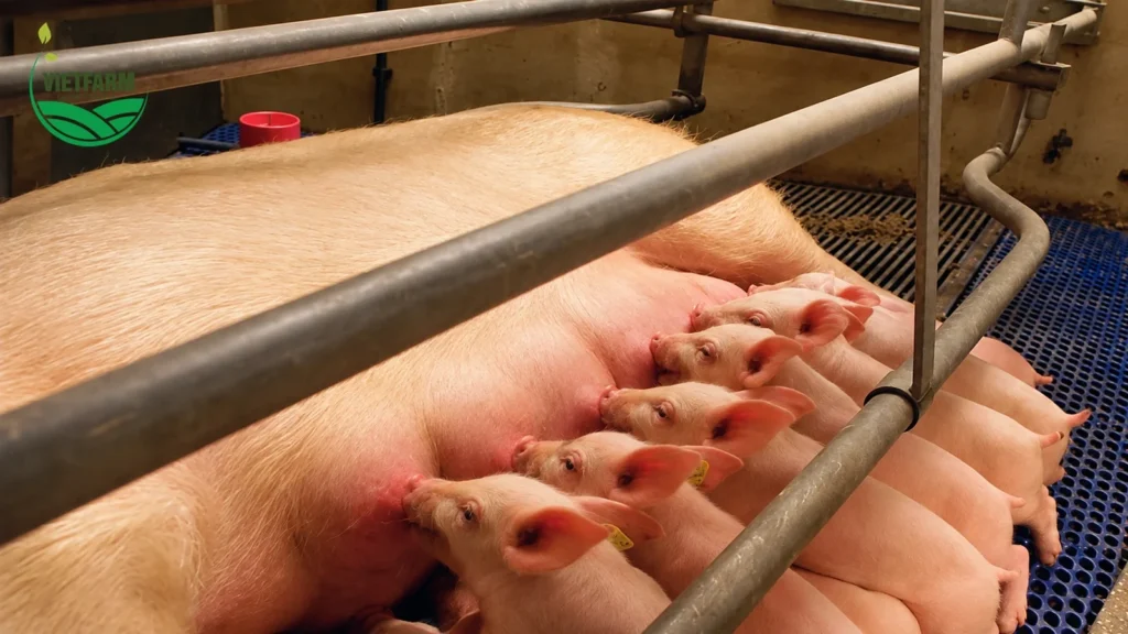 Chăm sóc heo nái nuôi con: xử lý nái ăn kém, viêm vú, phù vú