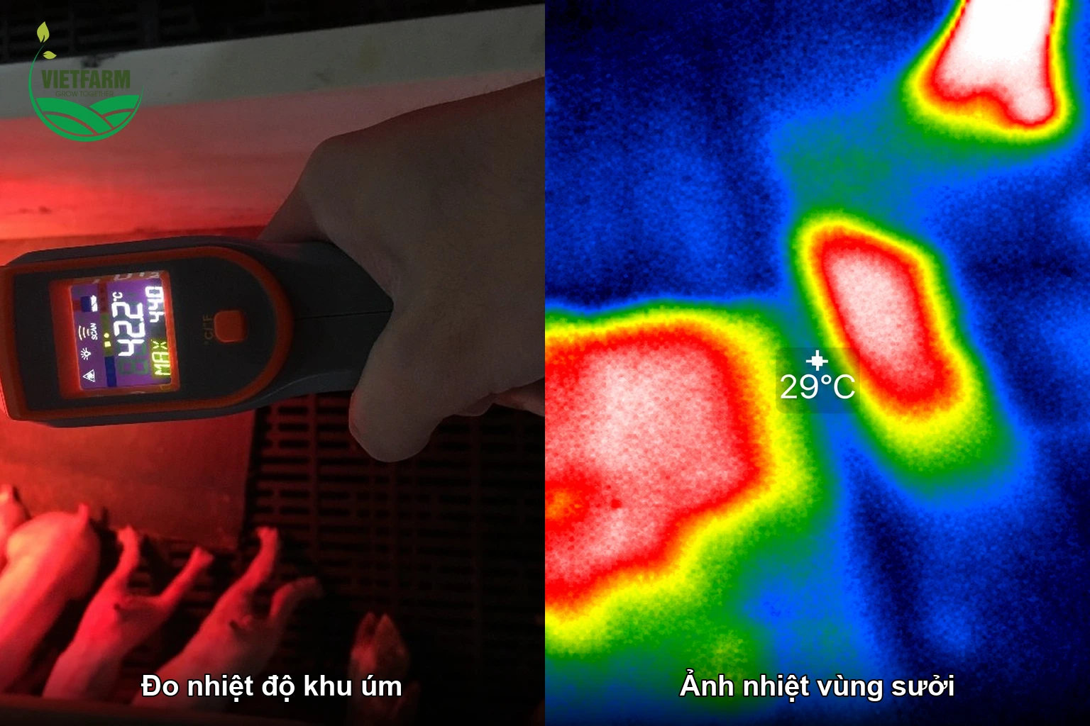 Đo nhiệt độ khu úm bằng nhiệt kế hồng ngoại và ảnh nhiệt vùng sưởi