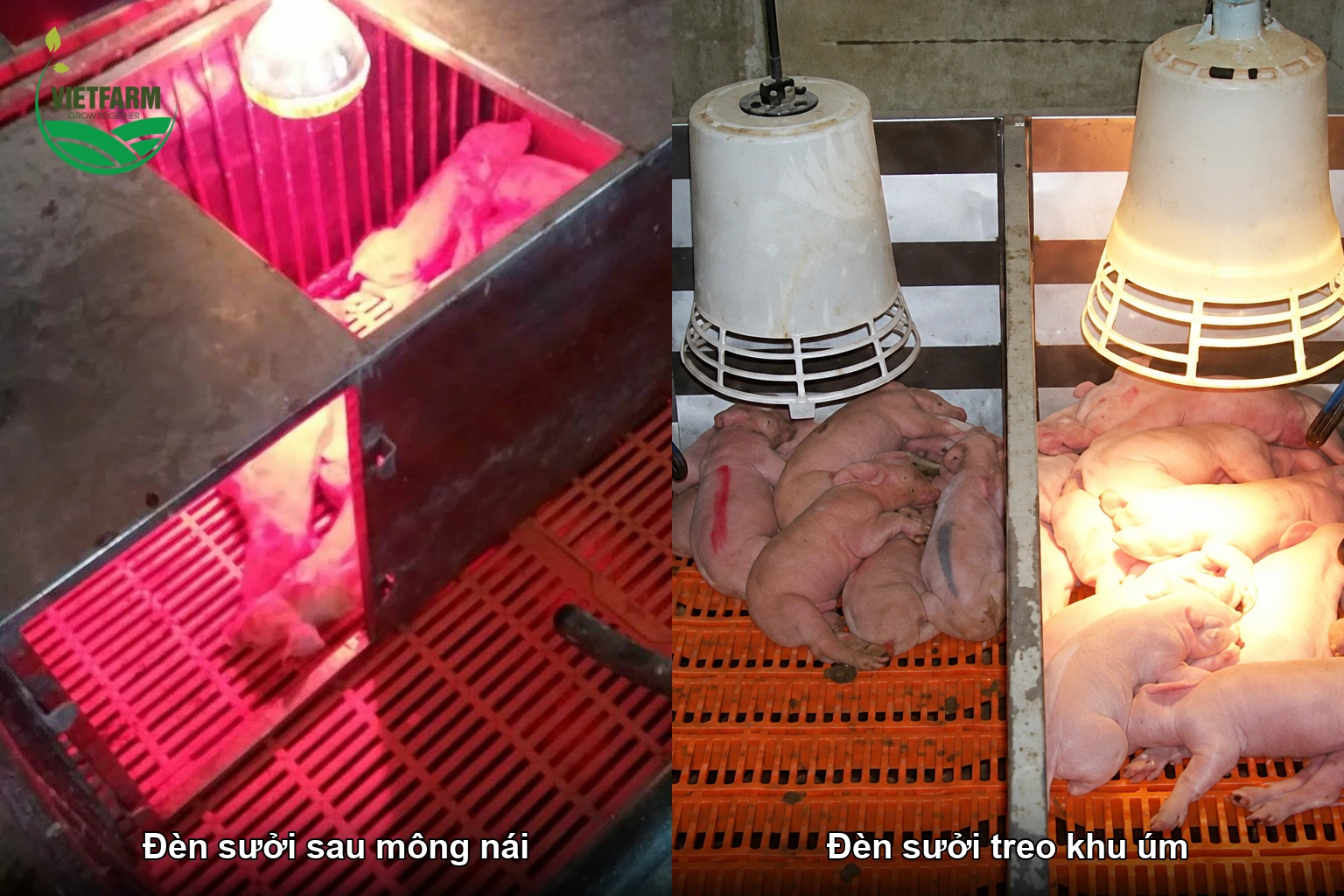 Đèn sưởi đặt sau mông nái lúc đẻ và treo trên khu úm heo con