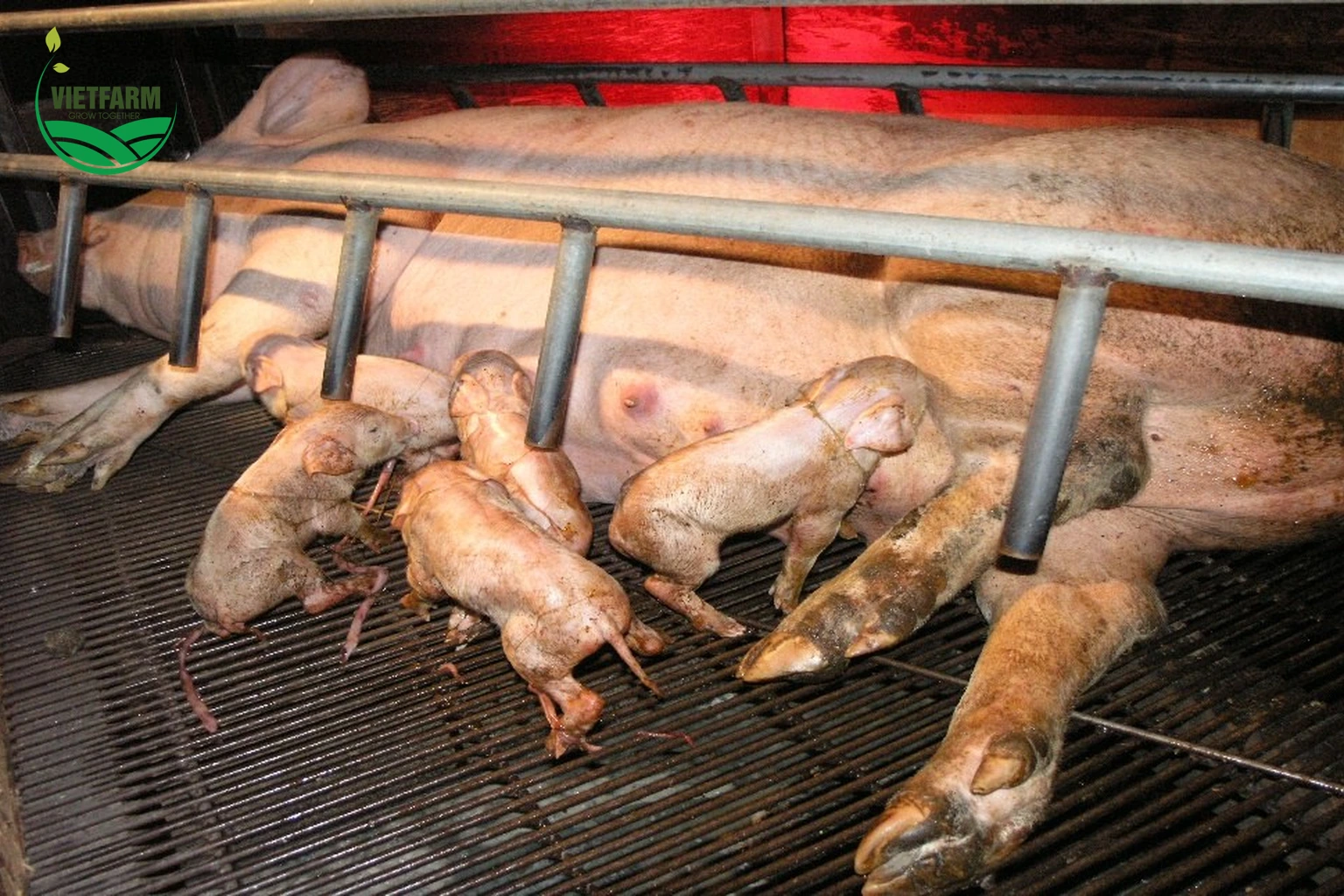 Heo nái nằm trong ô đẻ, đàn heo con vừa sinh đang bú mẹ