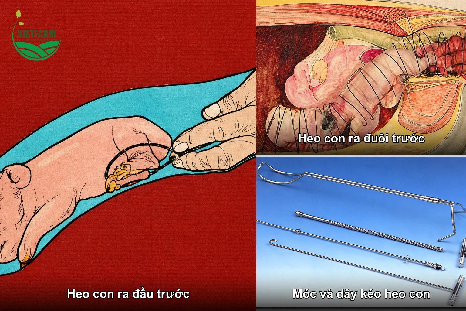 Cách đỡ heo con ra đầu trước, ra đuôi trước và dụng cụ hỗ trợ đỡ đẻ