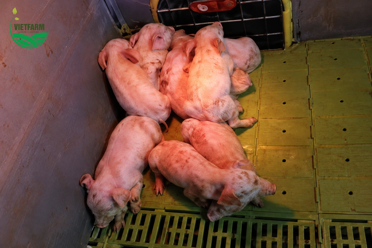Đàn heo con nằm tụ lại trên sàn chuồng đẻ, da nhợt nhạt do tiêu chảy.