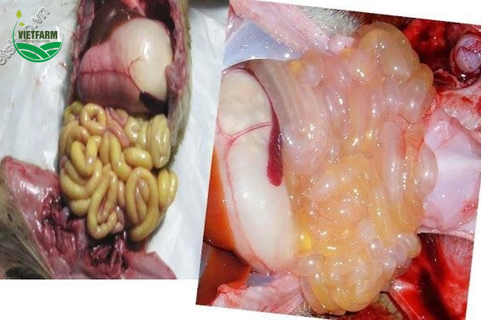 Bệnh tích khi mổ khám: ruột heo con căng phồng, chứa dịch màu vàng.