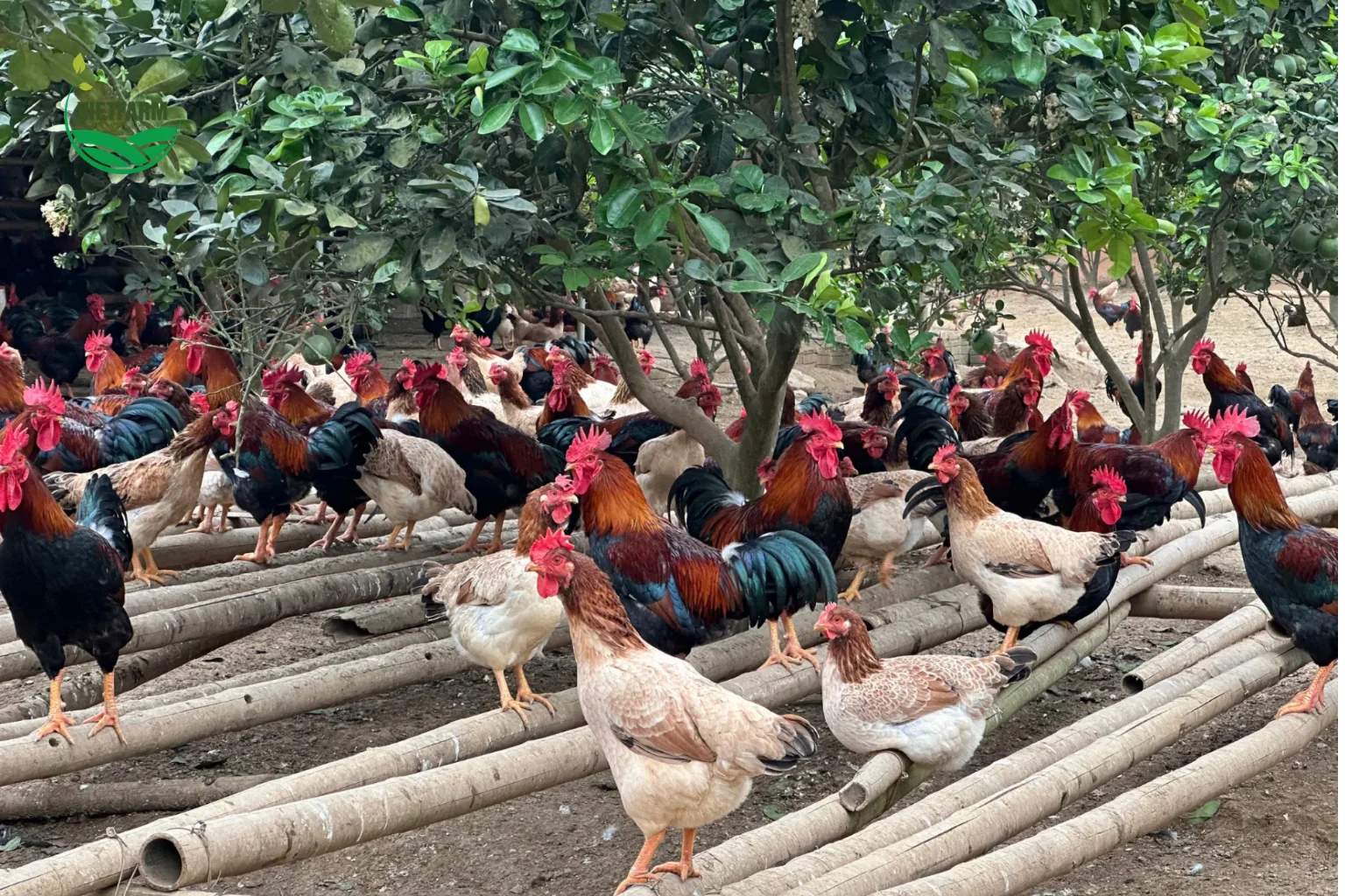 Gà lông màu nuôi chuồng hở, gần vườn cây là nhóm dễ gặp bệnh đậu, nhất là vào mùa mưa và mùa nhiều muỗi, mòng.