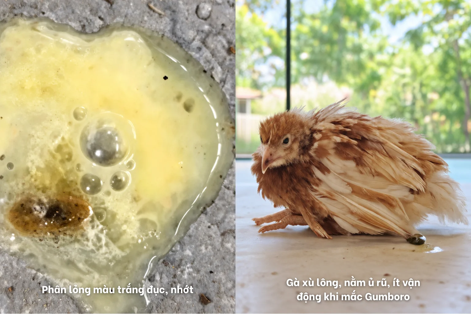Gà ủ rũ xù lông kèm triệu chứng đi phân lỏng trắng nhớt do Gumboro