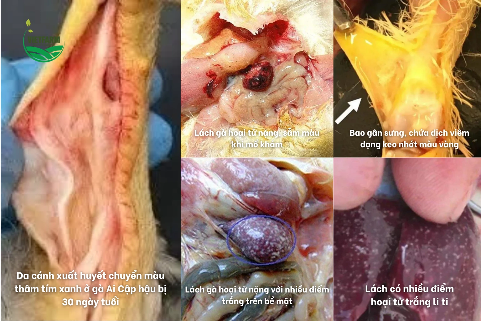 Bệnh tích sưng viêm gân chân chứa dịch nhầy và hoại tử lách do Reovirus.