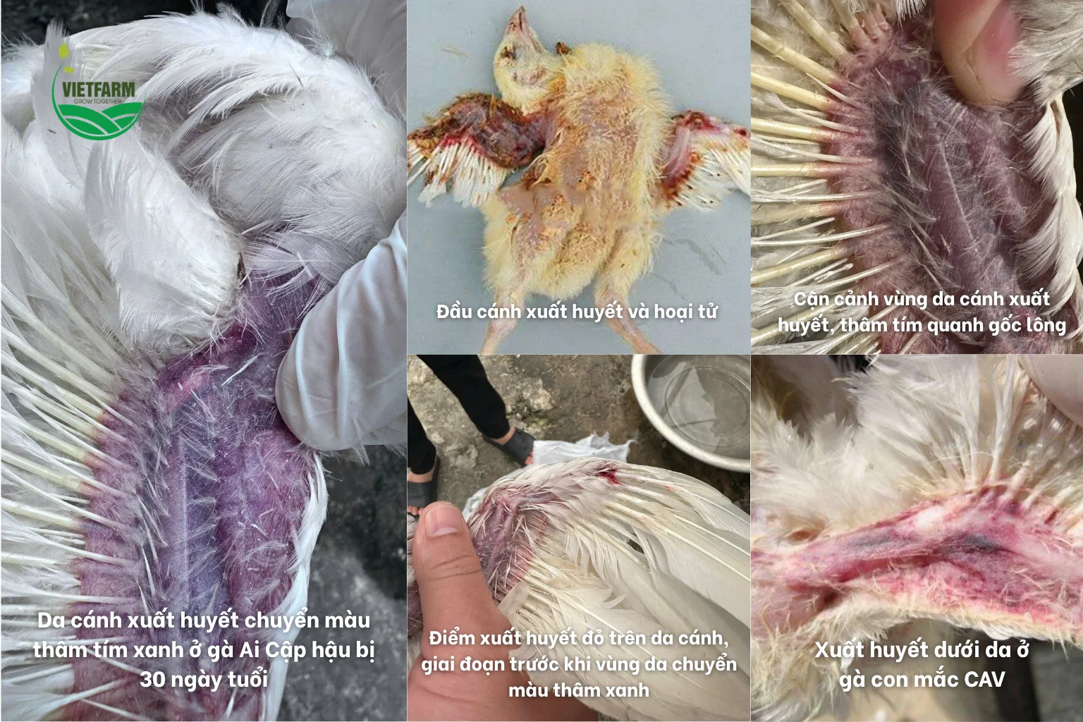 Tổn thương xuất huyết dưới da, thâm tím vùng cánh ở gà mắc bệnh thiếu máu truyền nhiễm CAV.