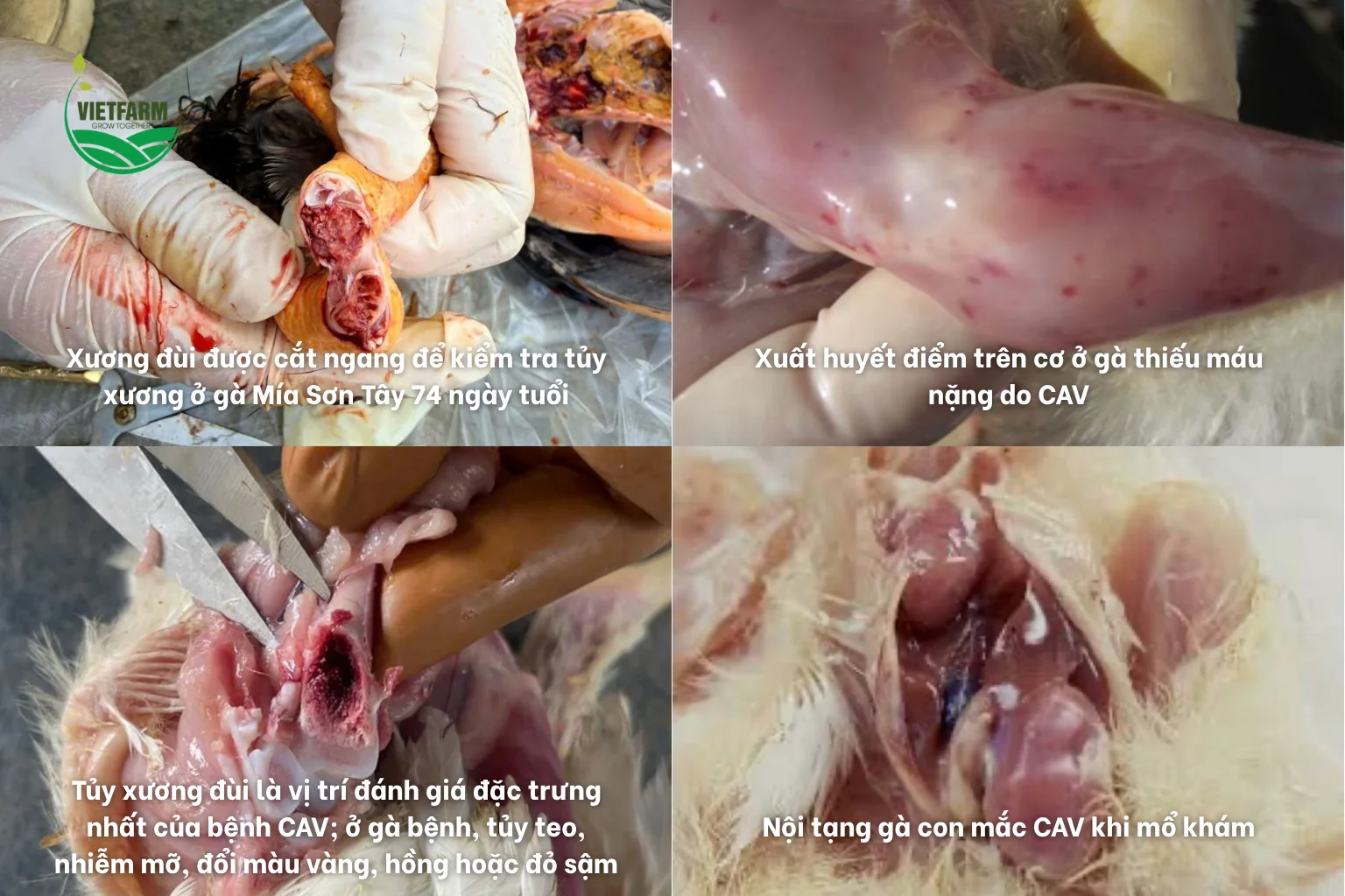 Biến đổi tủy xương đùi, xuất huyết cơ và nội tạng gà nhiễm virus CAV.