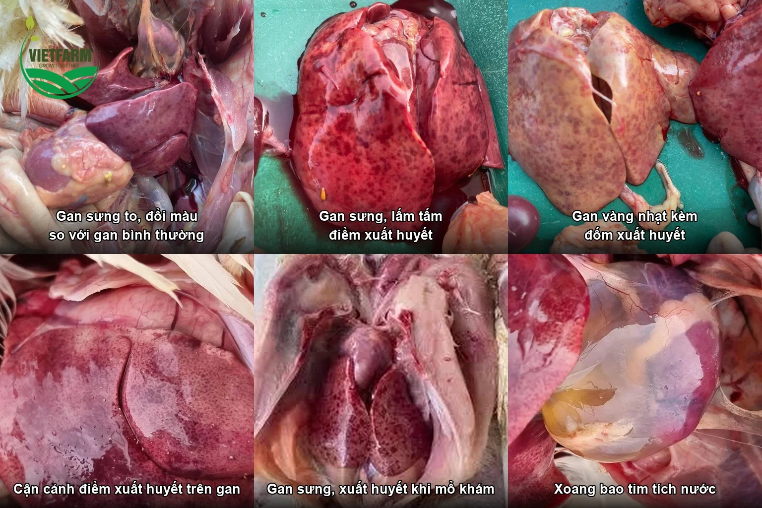 Bệnh tích của gà mắc viêm gan thể vùi: gan sưng to, vàng nhạt, lấm tấm xuất huyết và xoang bao tim tích nước.