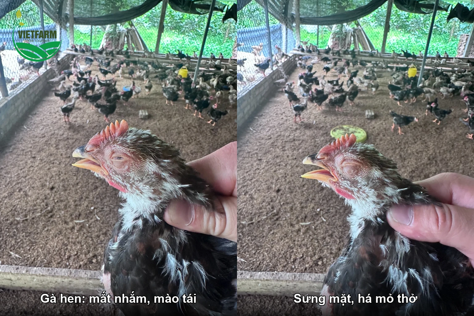Gà hen: mắt nhắm, mào tái, sưng mặt, há mỏ thở