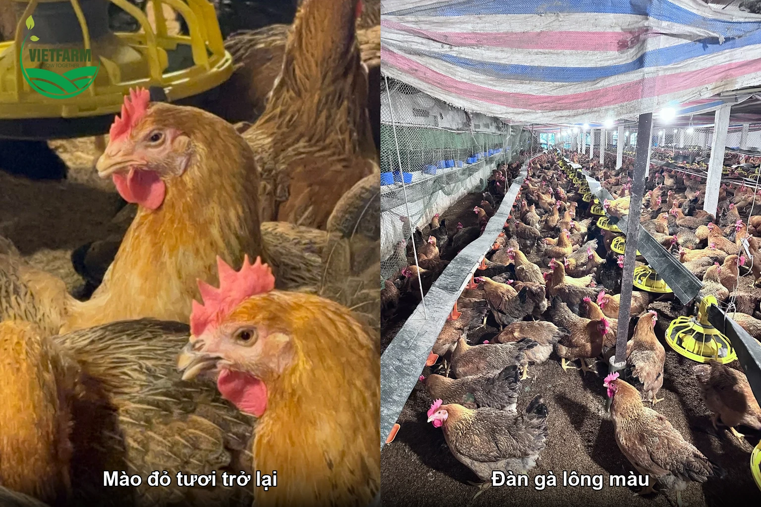 Mào đỏ tươi trở lại, đàn gà lông màu